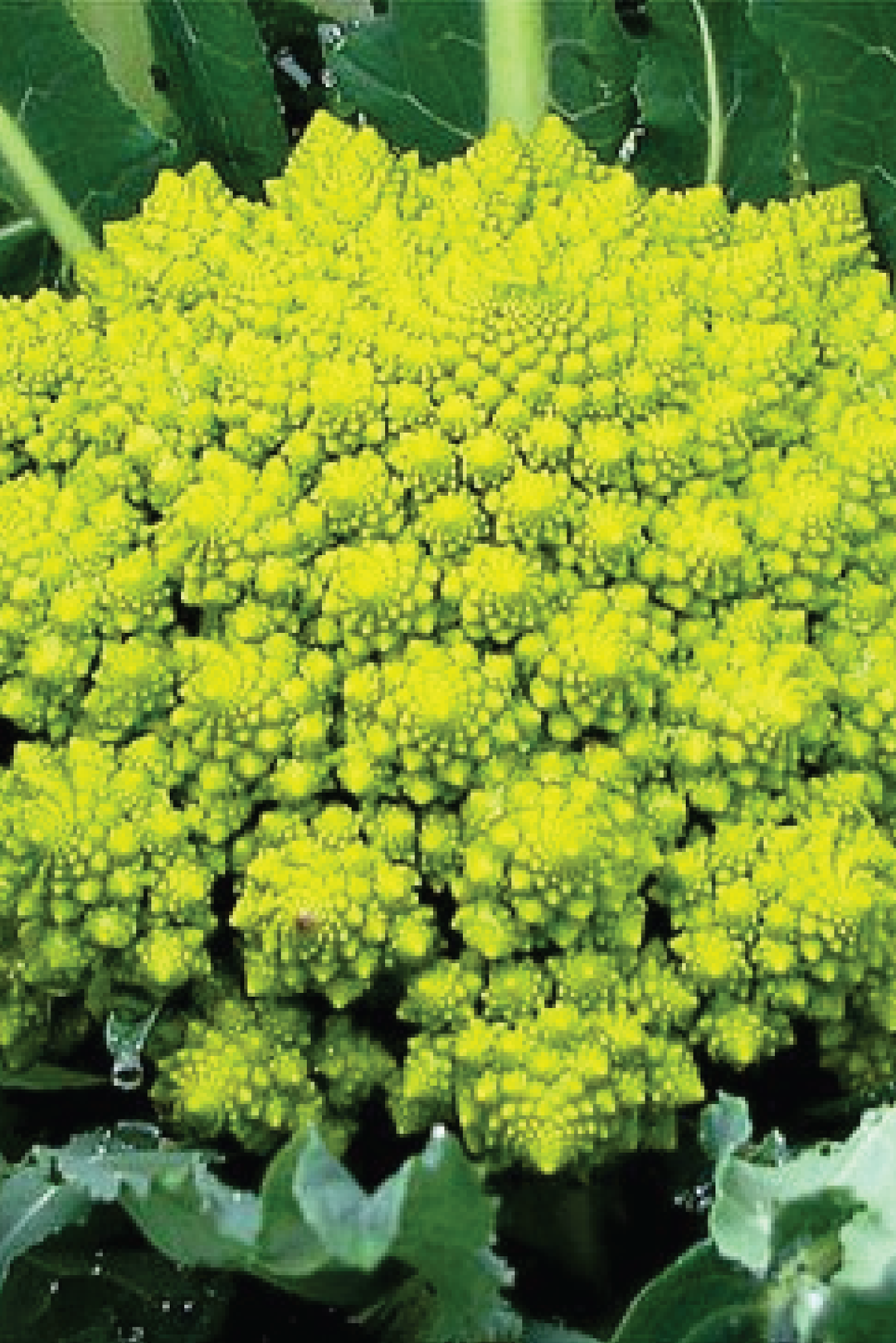 ORGANIC ROMANESCO BROCCOLI SEEDLING <br> شتلات البروكلي رومانيسكو العضوية