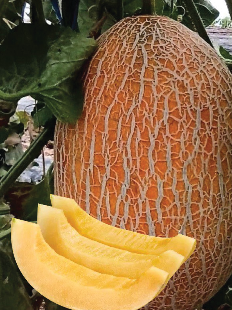 GULABI MELON SEEDLING <br> شتلات الشمام البيضاوي