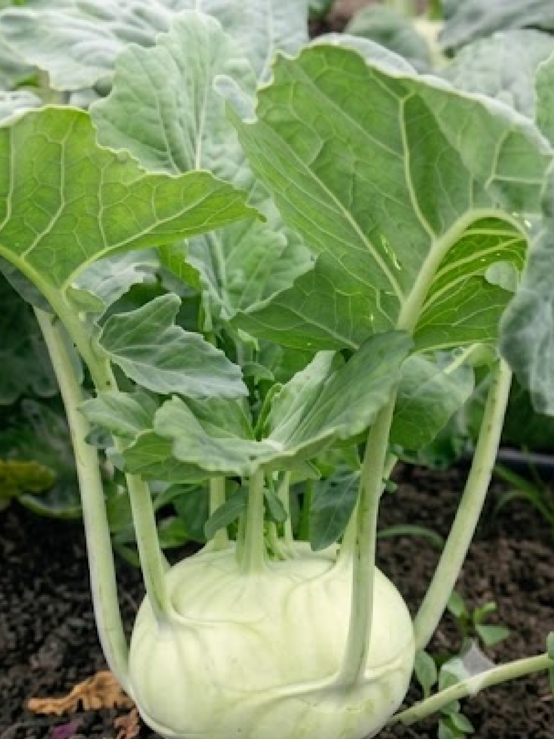 ORGANIC KOHLRABI SEEDLING