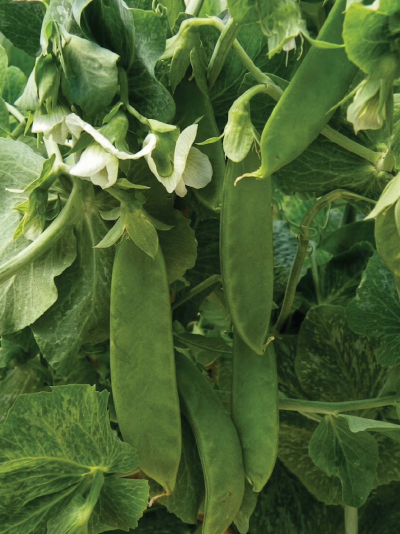 ORGANIC OREGAN PEA GIANT SNOW SEEDLING شتلة بسلة الثلج العملاقة العضوية