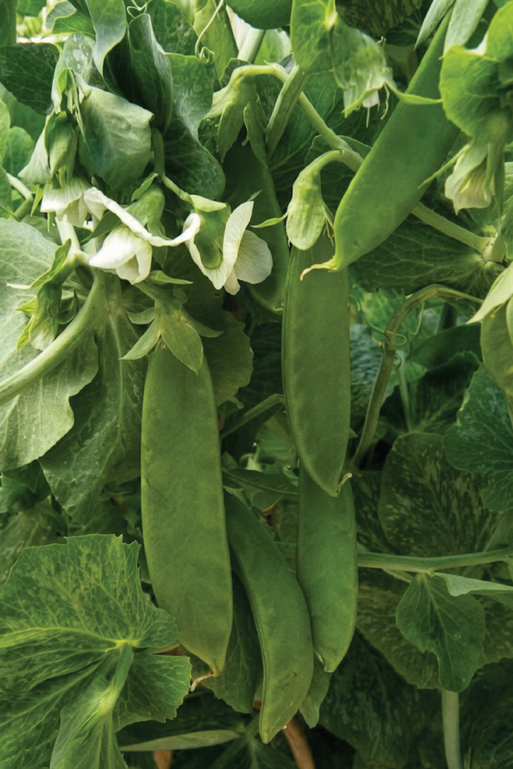 ORGANIC OREGAN PEA GIANT SNOW SEEDLING