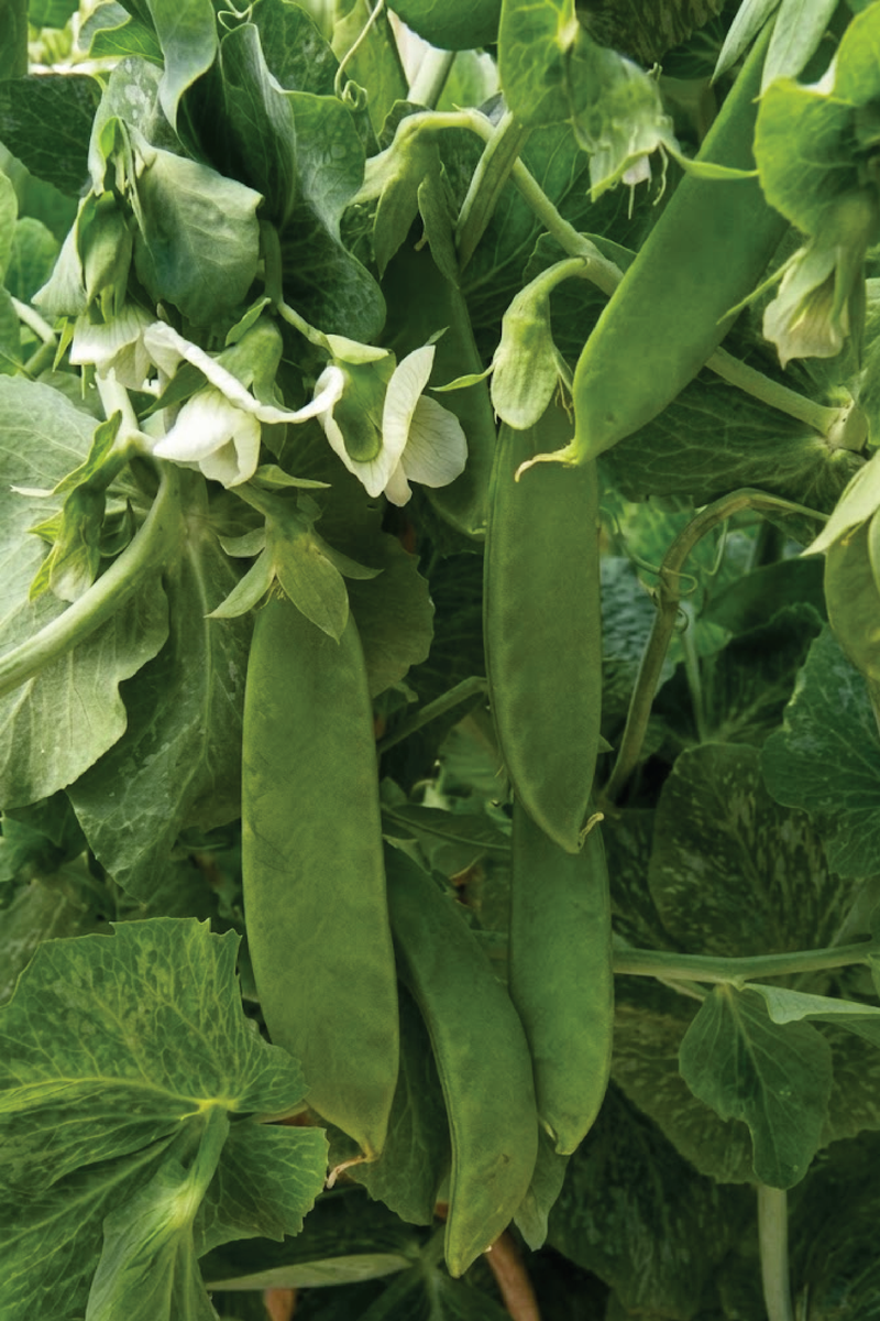 ORGANIC OREGAN PEA GIANT SNOW SEEDLING