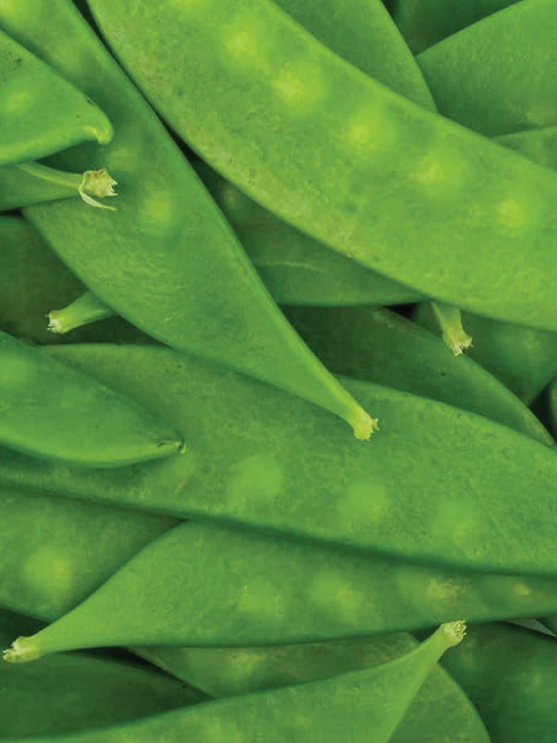 ORGANIC OREGAN PEA GIANT SNOW SEEDLING شتلة بسلة الثلج العملاقة العضوية