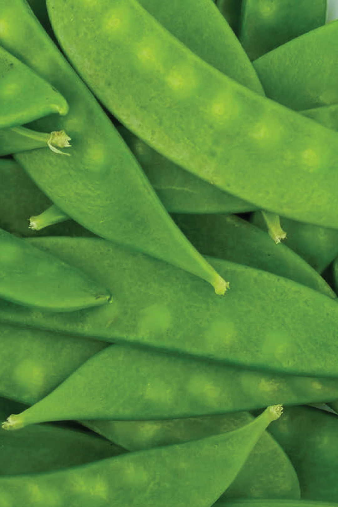 ORGANIC OREGAN PEA GIANT SNOW SEEDLING