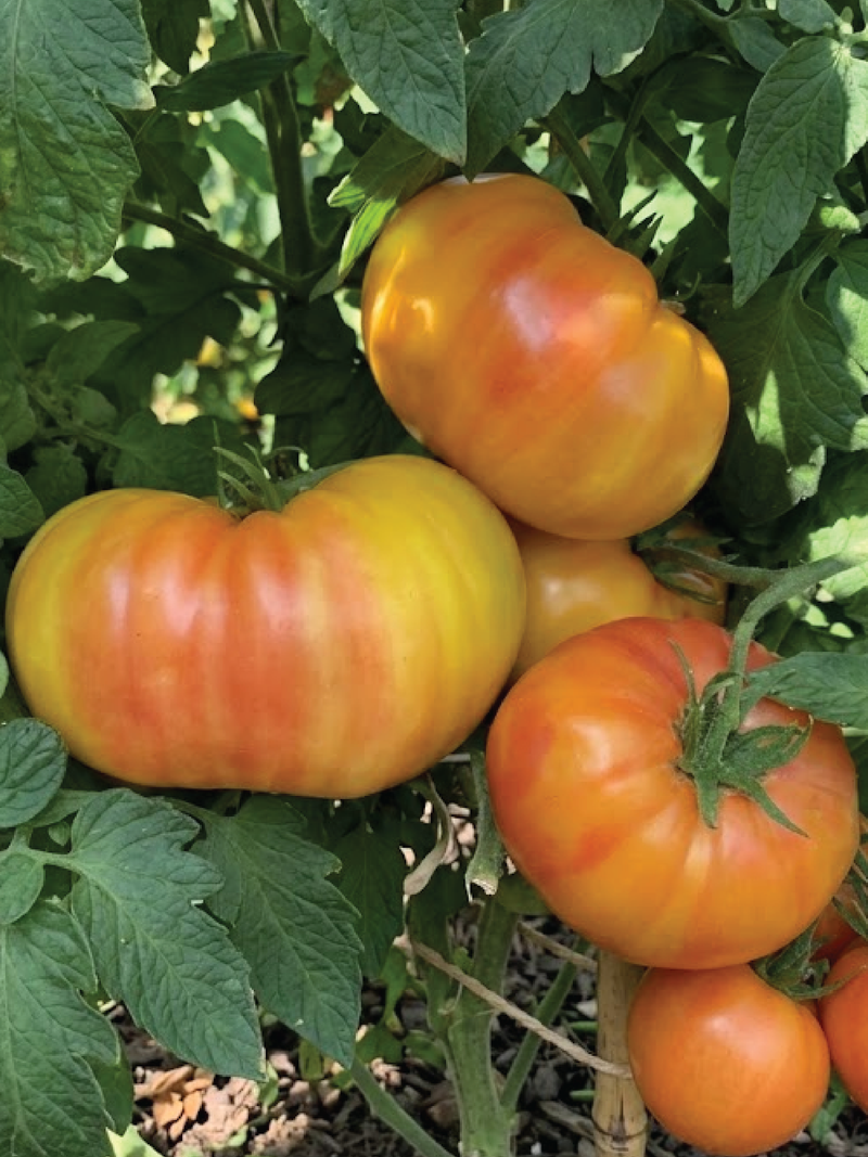 ORGANIC HILIBILLY TOMATO SEEDLING  شتلة طماطم هيلبيلي العضوية
