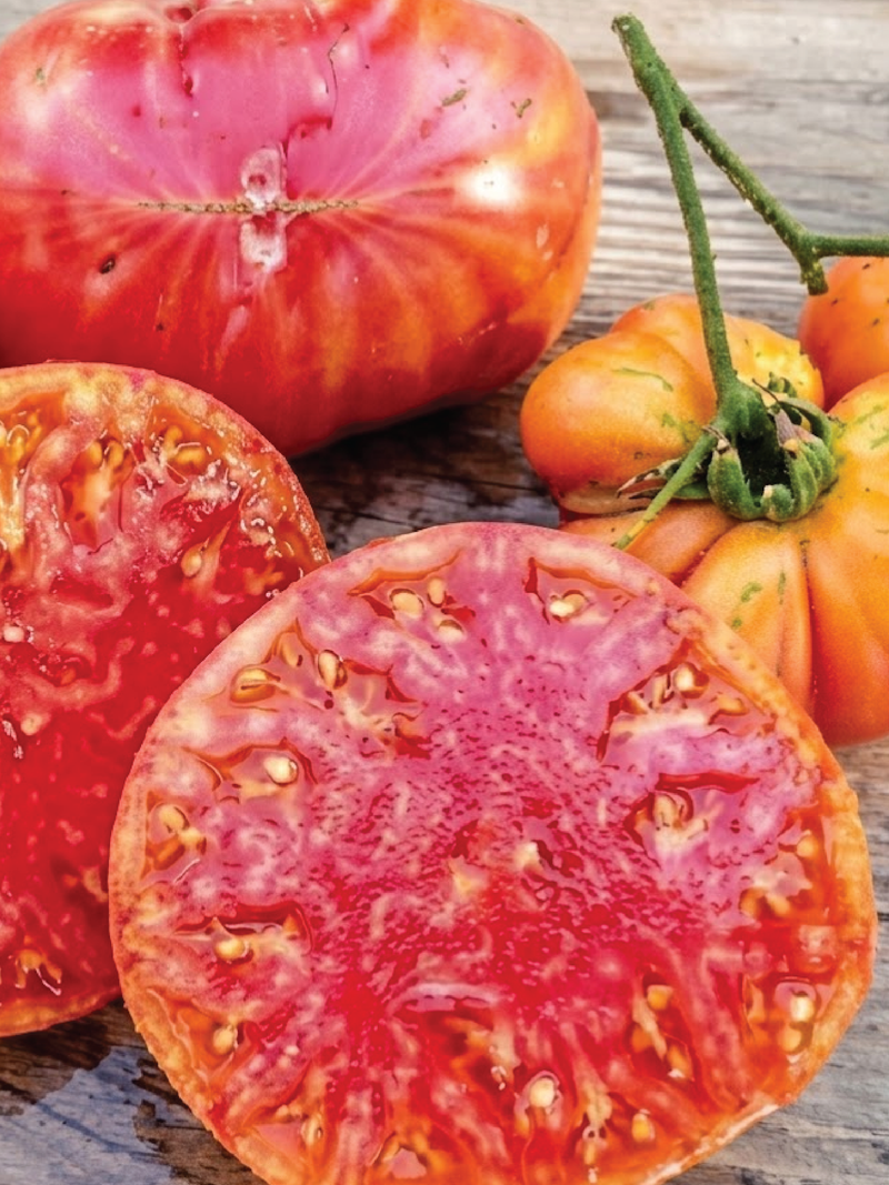 ORGANIC HILIBILLY TOMATO SEEDLING  شتلة طماطم هيلبيلي العضوية