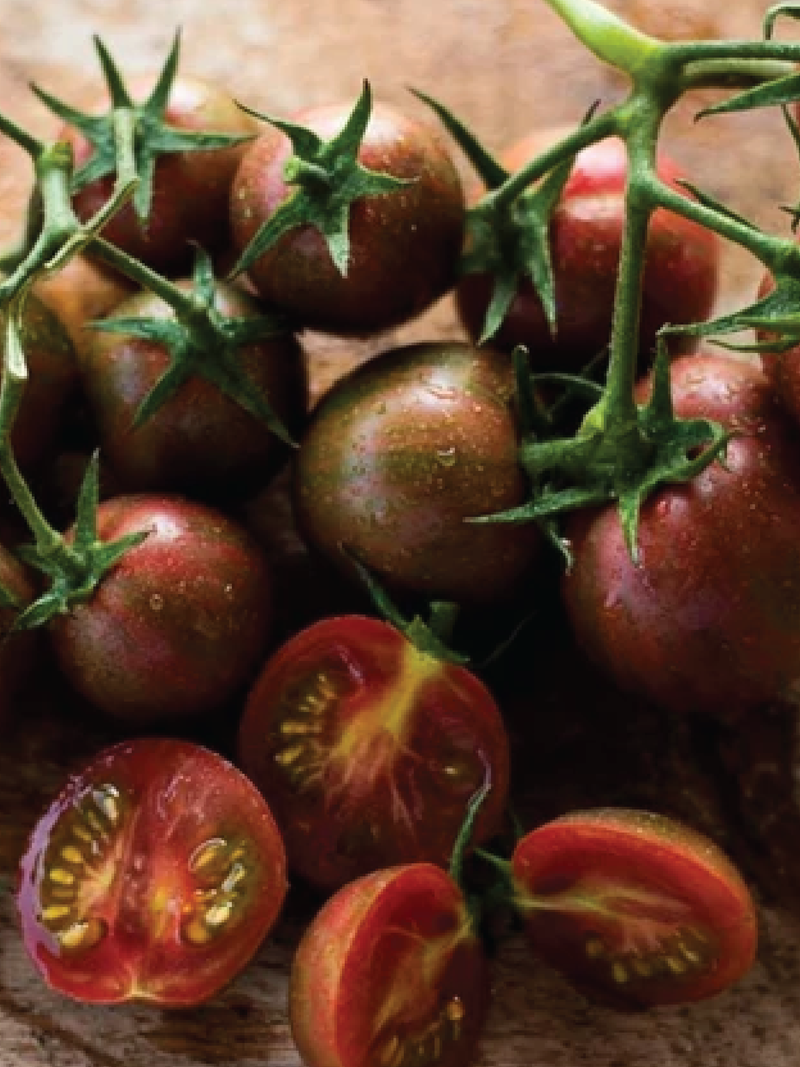 ORGANIC RASPBERRY BRUST TOMATO SEEDLING شتلة طماطم رزبيري برست العضوية