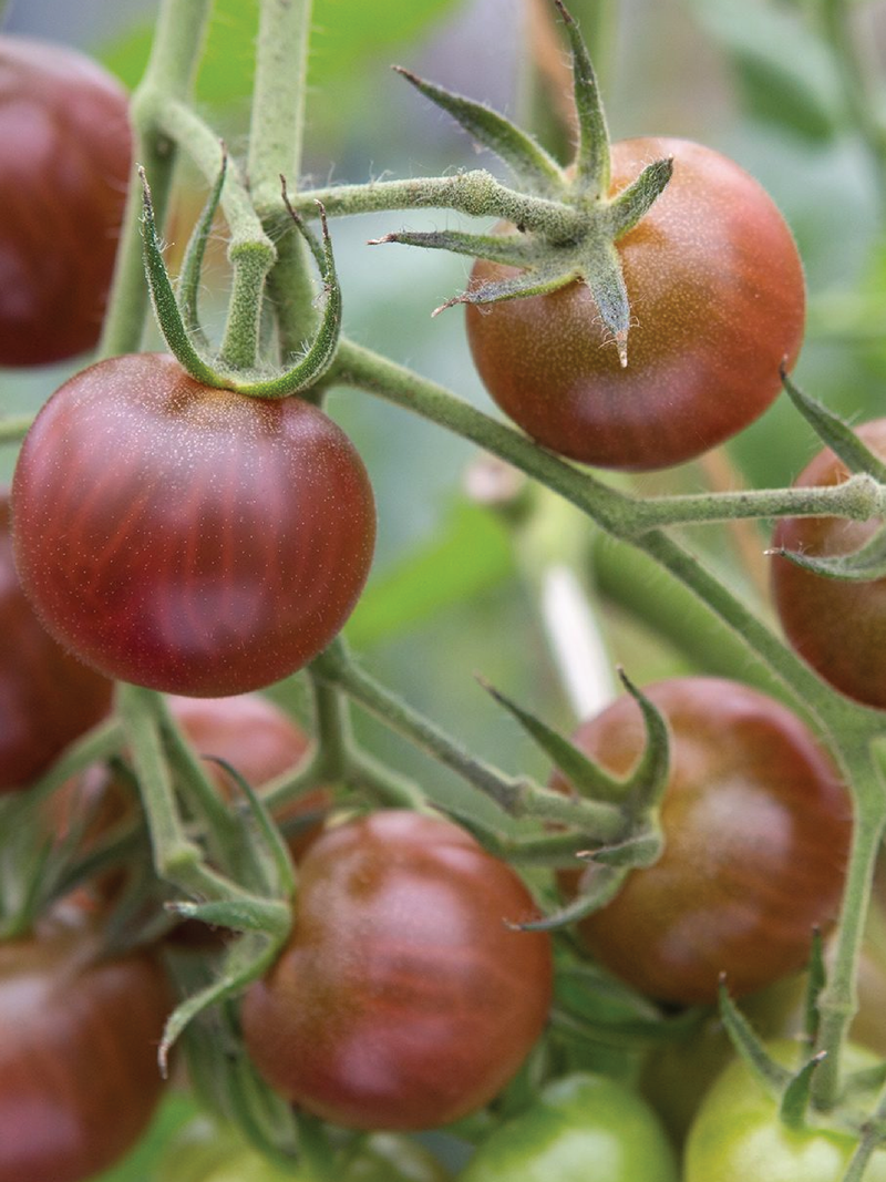 ORGANIC RASPBERRY BRUST TOMATO SEEDLING شتلة طماطم رزبيري برست العضوية