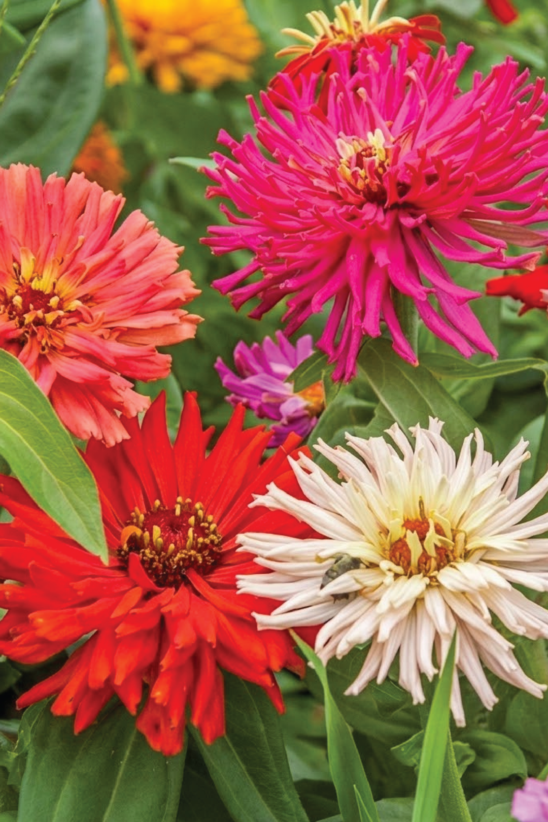 ZINNIA CACTUS SEEDLING