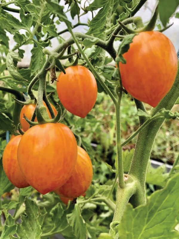 ORGANIC BUMBLE BEE TOMATO SEEDLING  شتلة طماطم بامبل بي العضوية