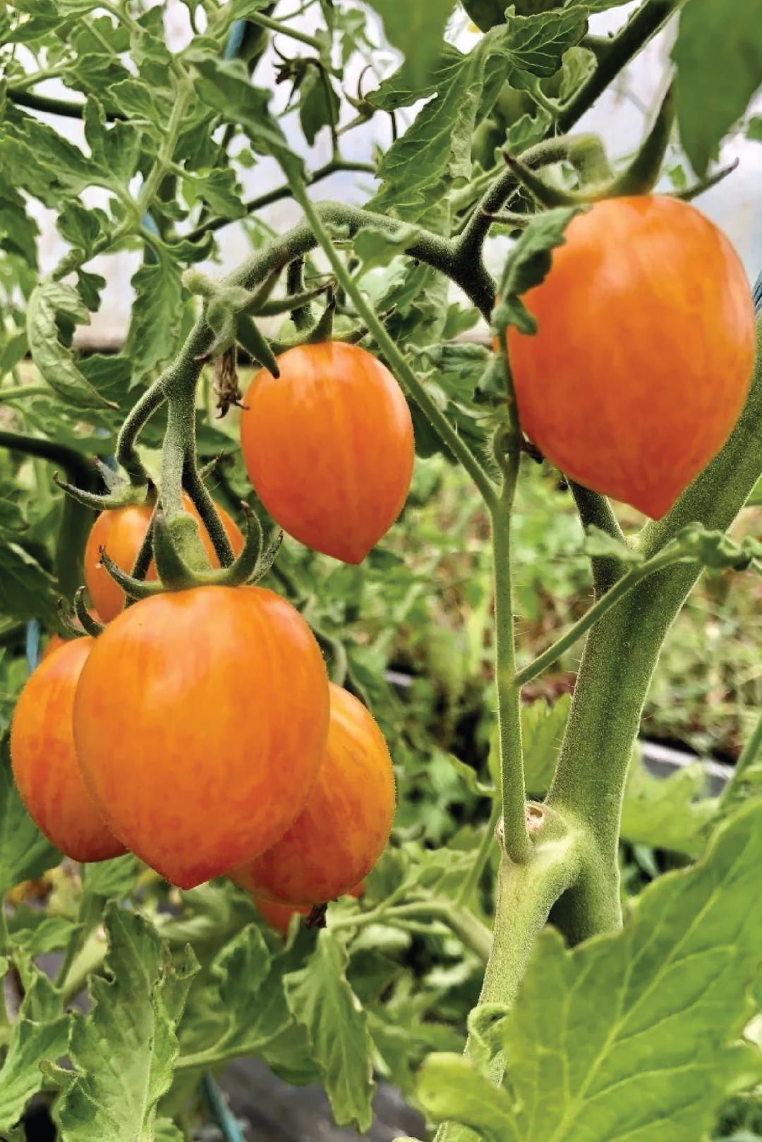 ORGANIC BUMBLE BEE TOMATO SEEDLING