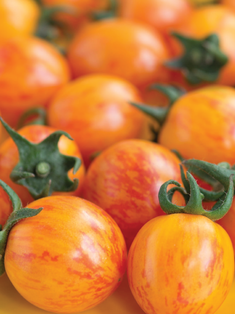 ORGANIC BUMBLE BEE TOMATO SEEDLING  شتلة طماطم بامبل بي العضوية