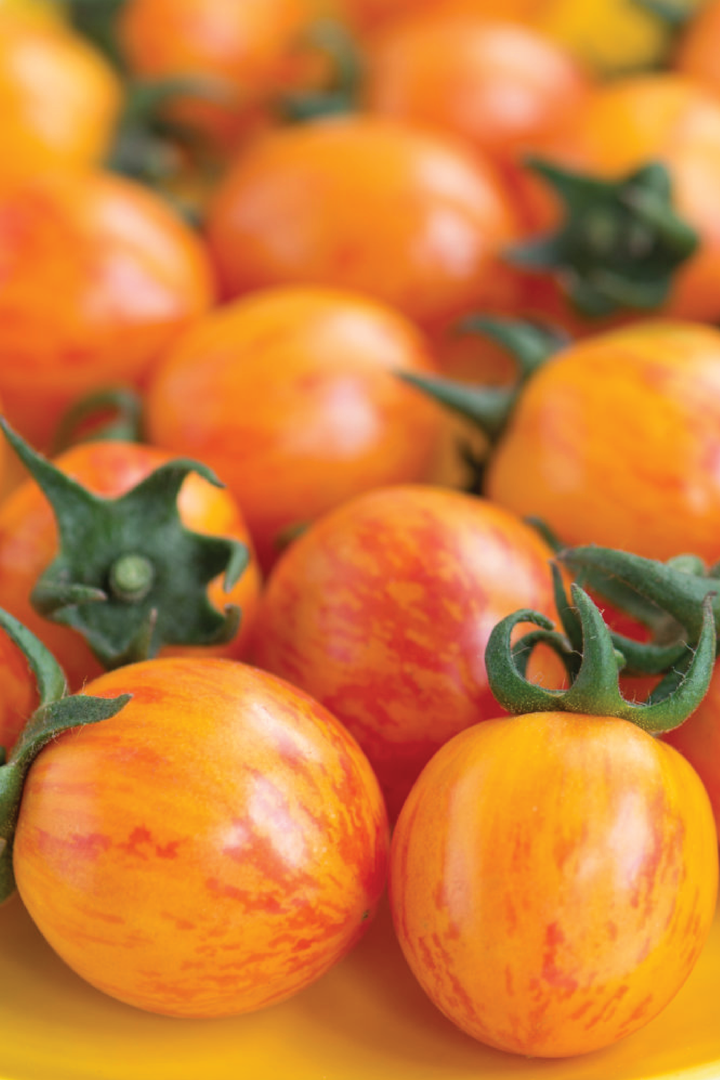 ORGANIC BUMBLE BEE TOMATO SEEDLING