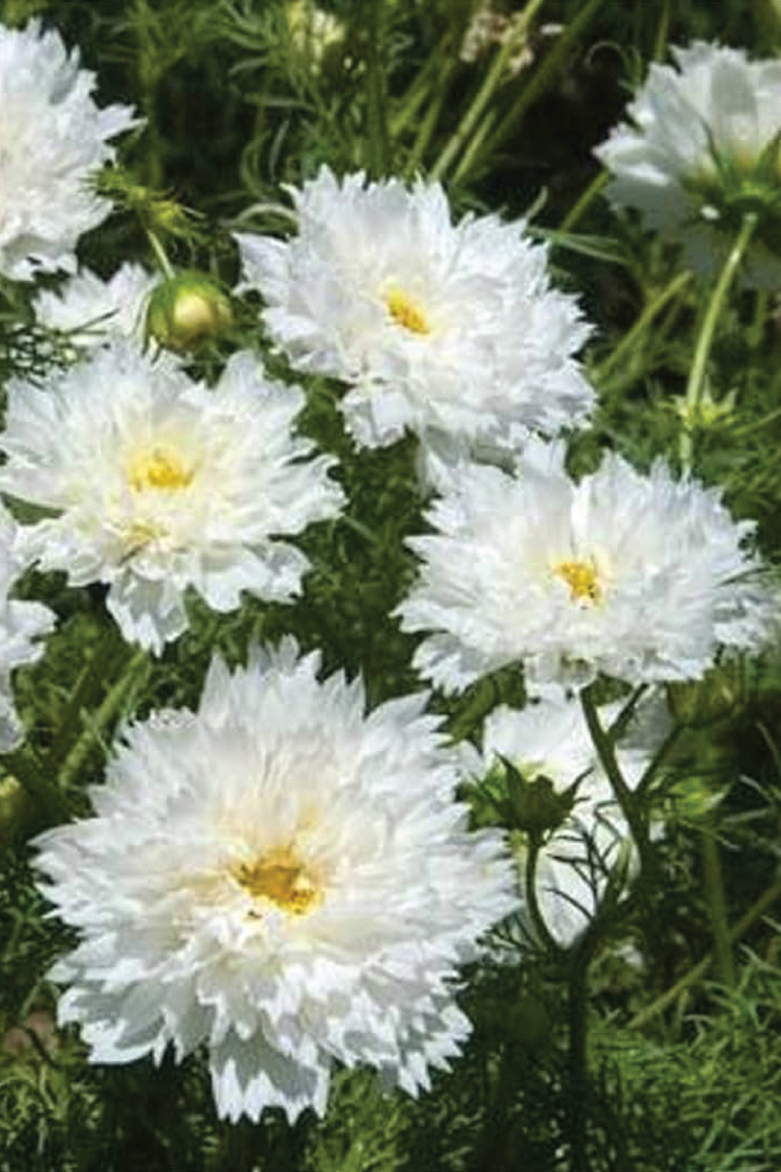 COSMOS DOUBLE CLICK KNIGHT SEEDLING