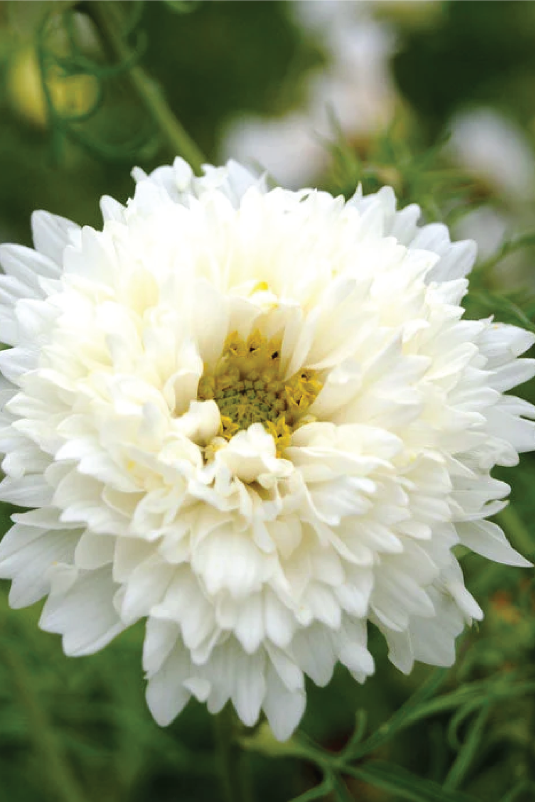COSMOS DOUBLE CLICK KNIGHT SEEDLING
