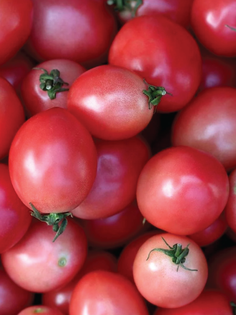 ORGANIC PINK EGG TOMATO SEEDLING شتلة طماطم البيض الوردي العضوية