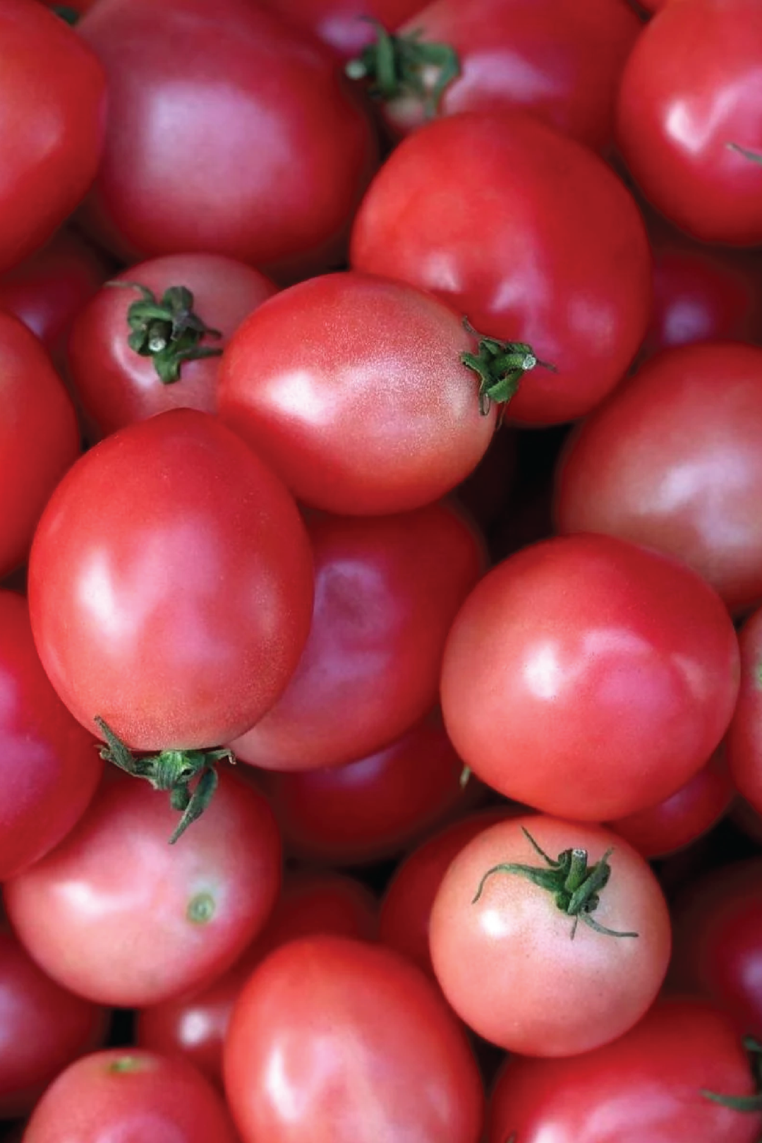 ORGANIC PINK EGG TOMATO SEEDLING