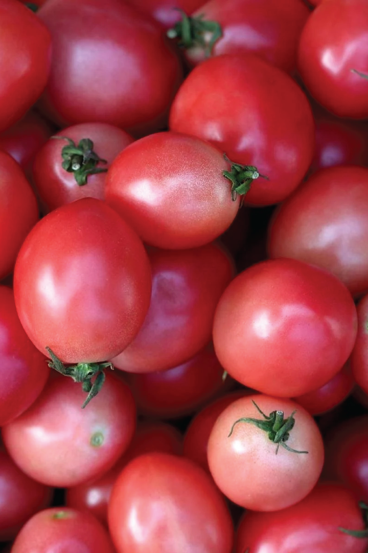 ORGANIC PINK EGG TOMATO SEEDLING