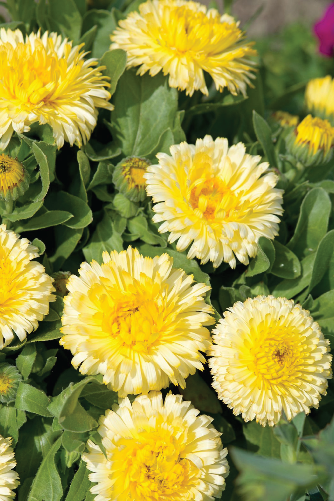 ORGANIC CALENDULA DOUBLE LEMON SEEDLING
