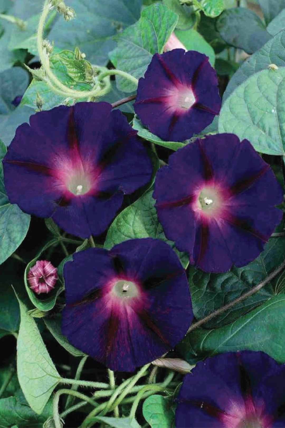 MORNING GLORY GRANDPA OTT SEEDLING