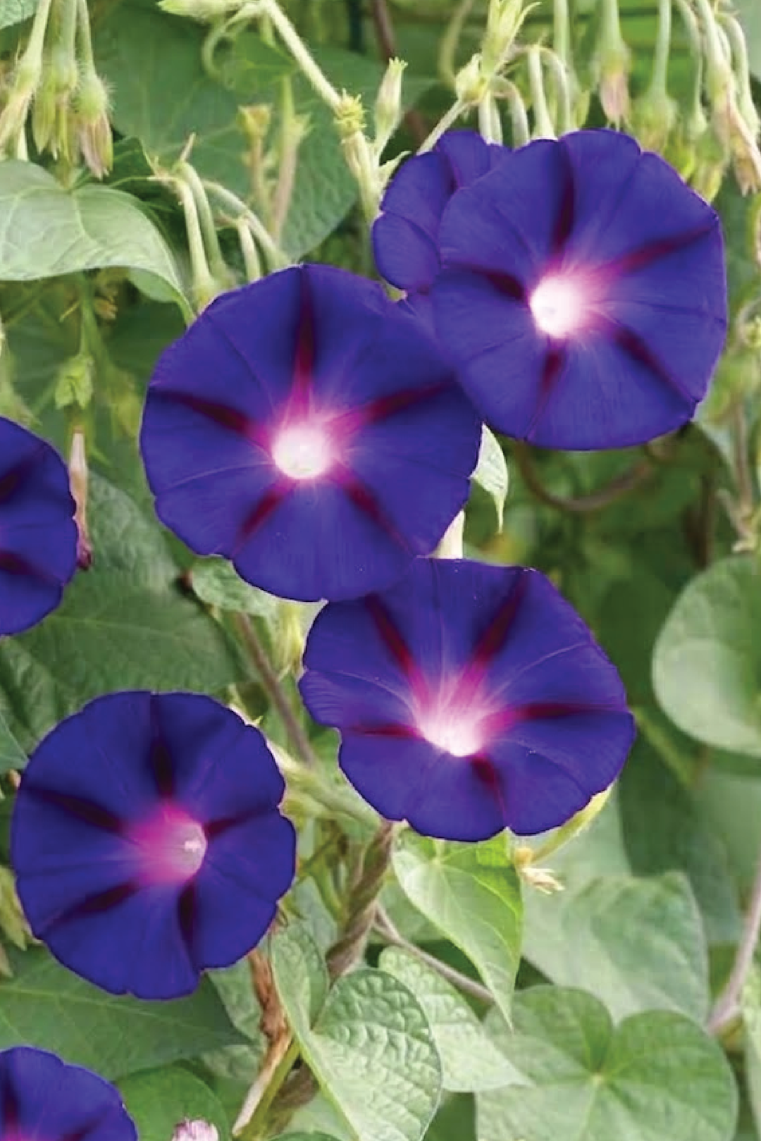MORNING GLORY GRANDPA OTT SEEDLING