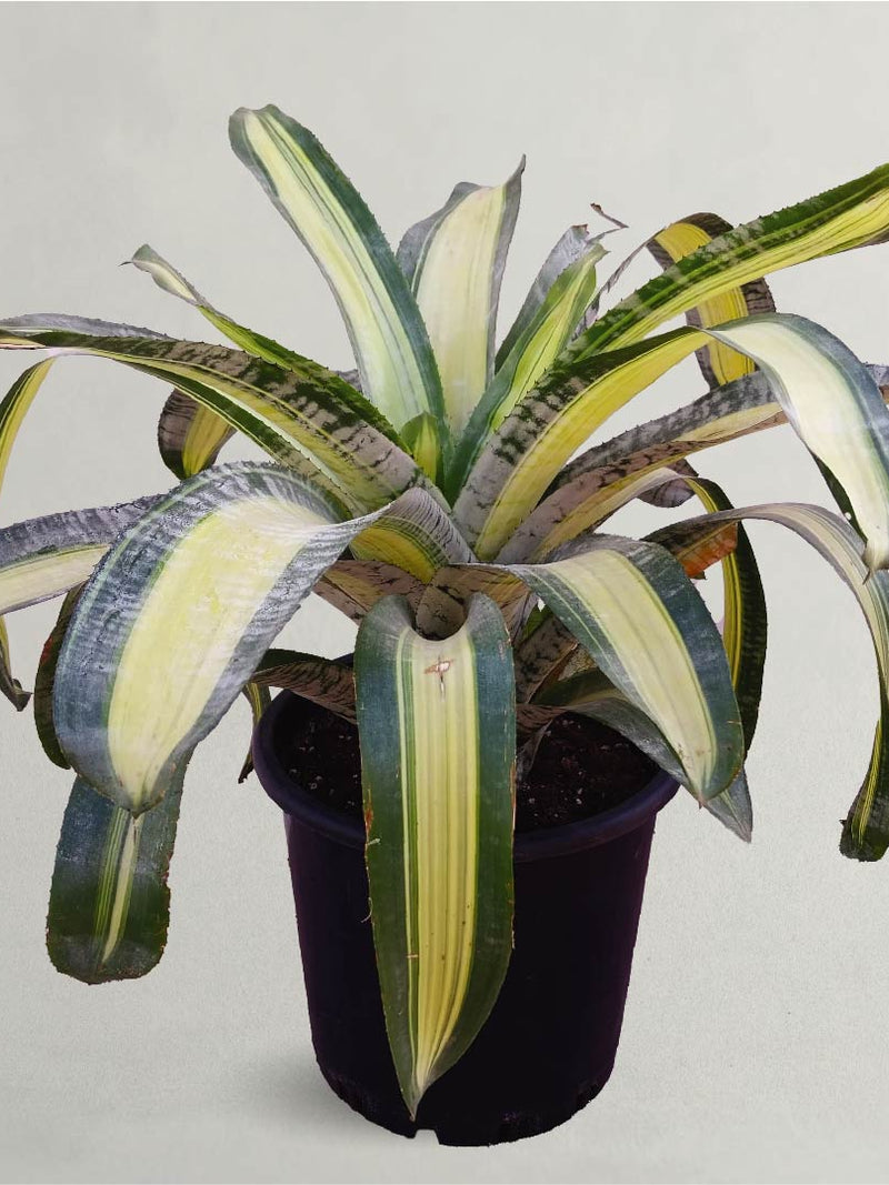 Bromeliad Live Plant - Fresh Plant for Indoor Outdoor