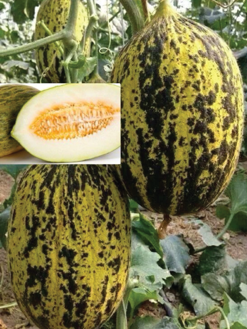 SANTA CLAUS MELON SEEDLING<br>شتلات شمام سانتا كلوس
