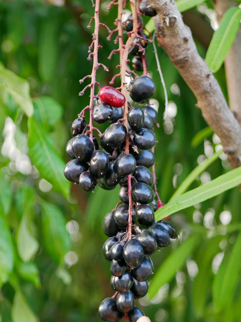 JAMUN JAMBOLAN FRUIT TREE<br>شجرة الجامون التوت الهندي