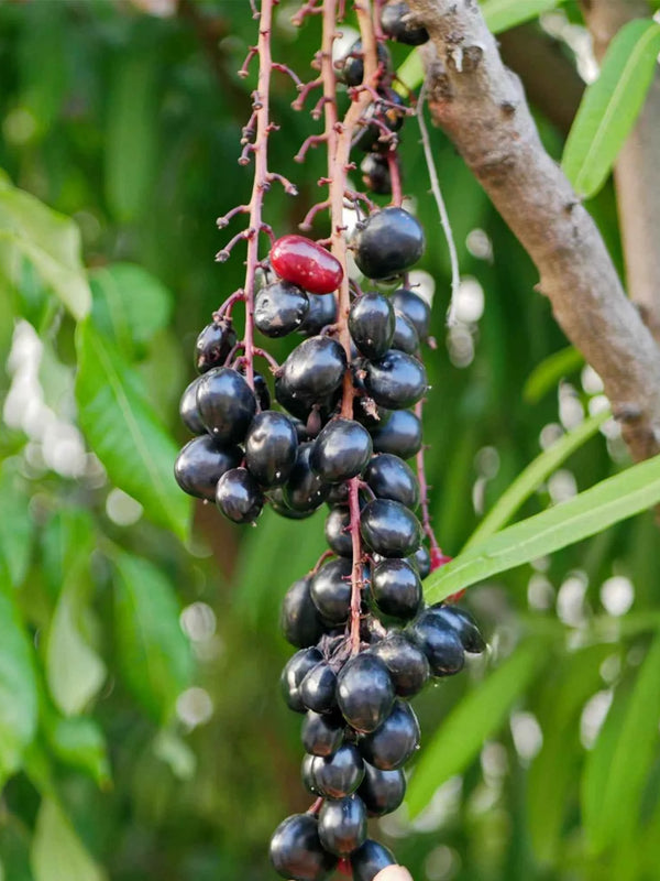 JAMUN JAMBOLAN FRUIT TREE<br>شجرة الجامون التوت الهندي