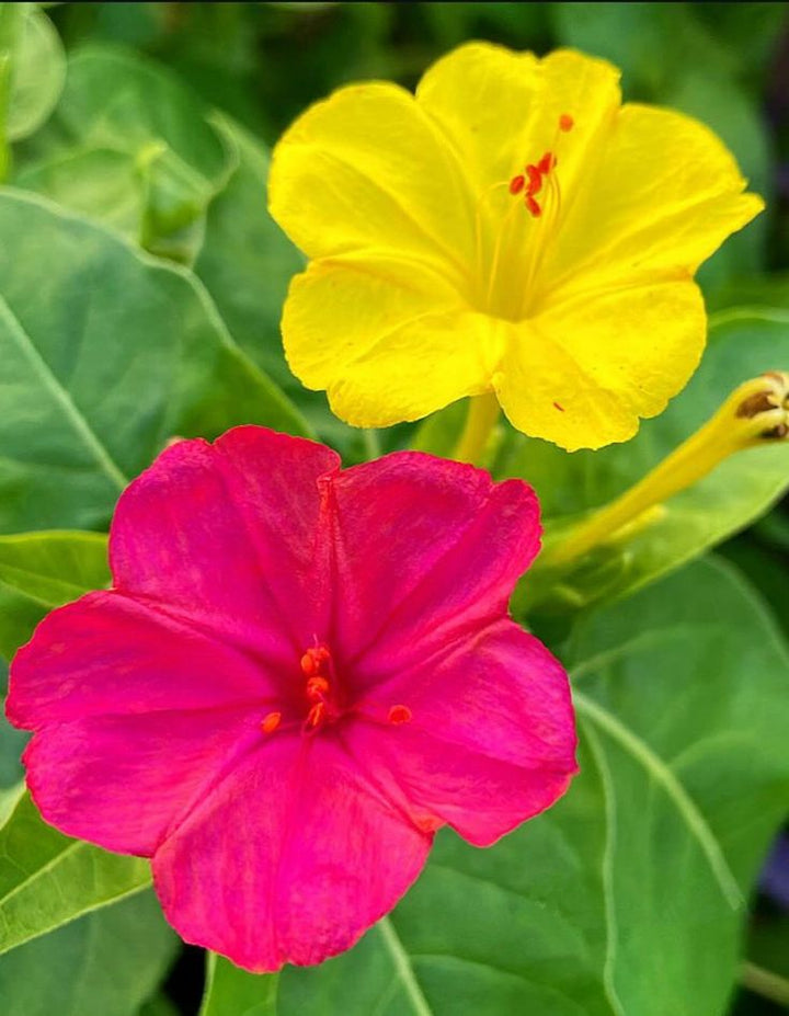 FOUR O CLOCK FLOWER SEEDLING <br>شتلات زهور فور اوكلوك