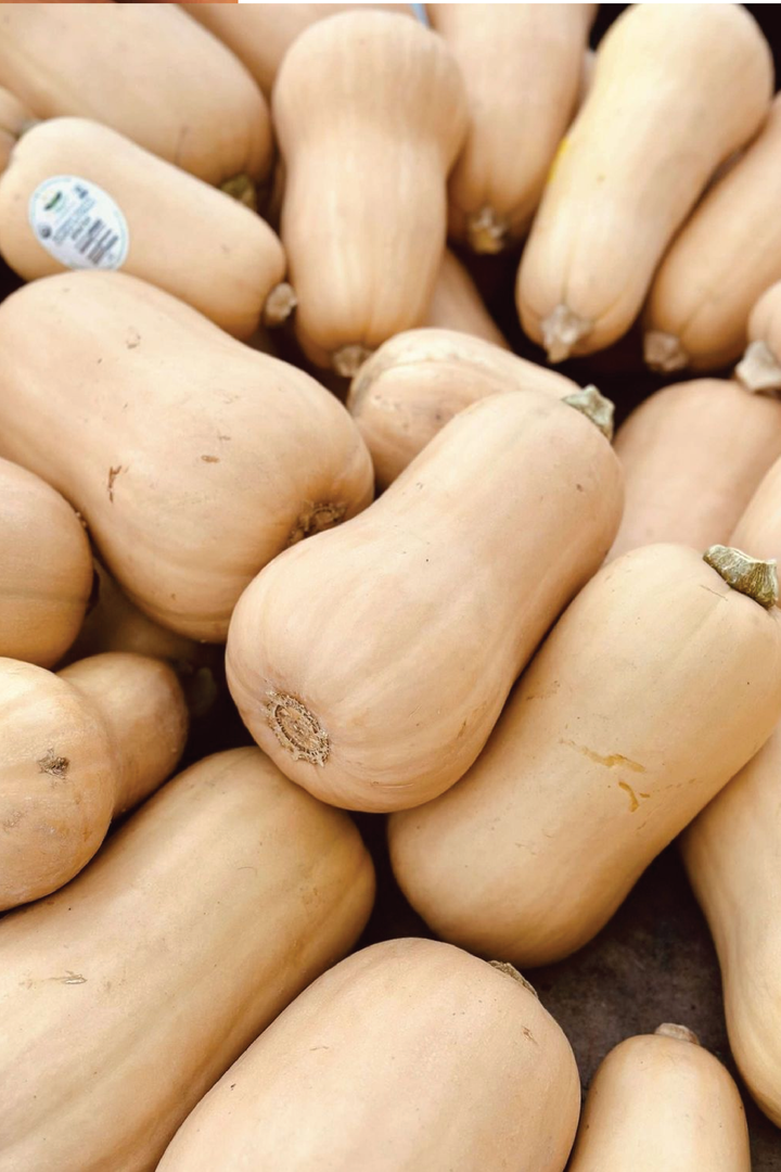 ORGANIC BUTTERNUT SQUASH SEEDLING<br>  شتلات القرع الجوزي العضوية