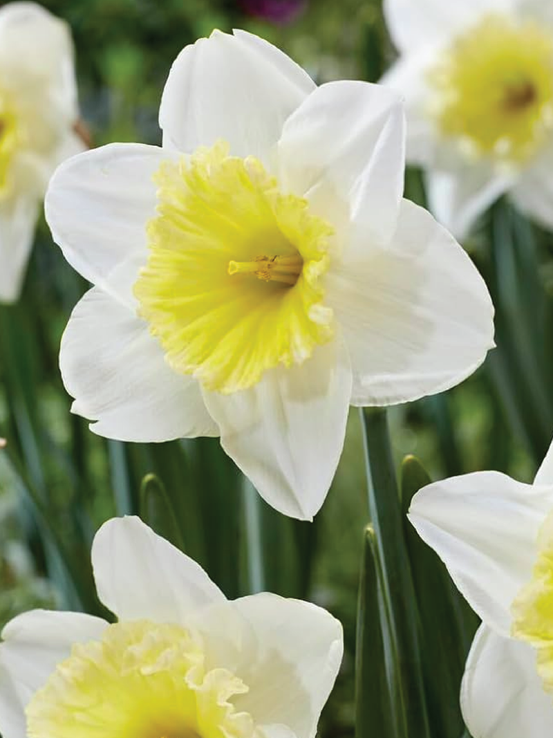 NARCISSUS ICE FOLLIES FLOWER BULBS <br>أبصال زهور النرجس آيس فوليز