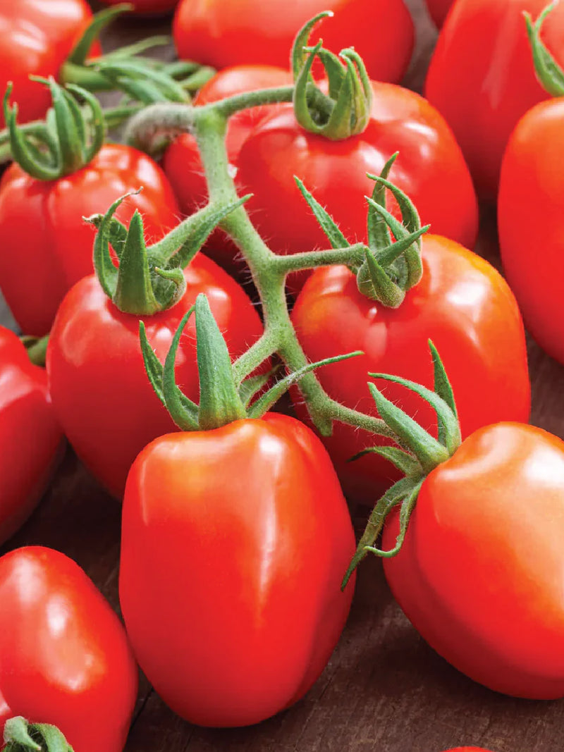 ORGANIC POMODORO TOMATO SEEDLING<br>شتلات طماطم البومودورو العضوية