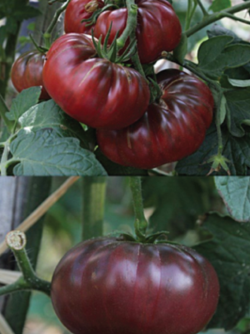 ORGANIC PURPLE CALABASH TOMATO SEEDLING<br>شتلات الطماطم العضوية بيربل كلاباش