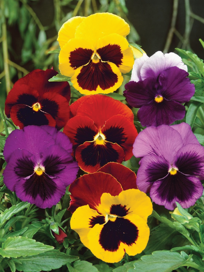 SWISS GIANT MIX VIOLA FLOWER SEEDLING <br>شتلات زهور الفايولا سويس جاينت مكس