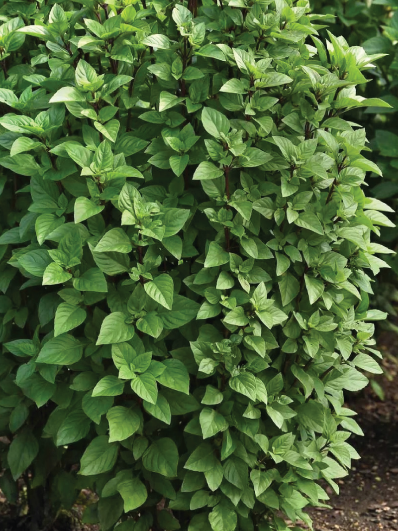 ORGANIC THAI BASIL SEEDLING <br> شتلات الريحان التايلاندي العضوية