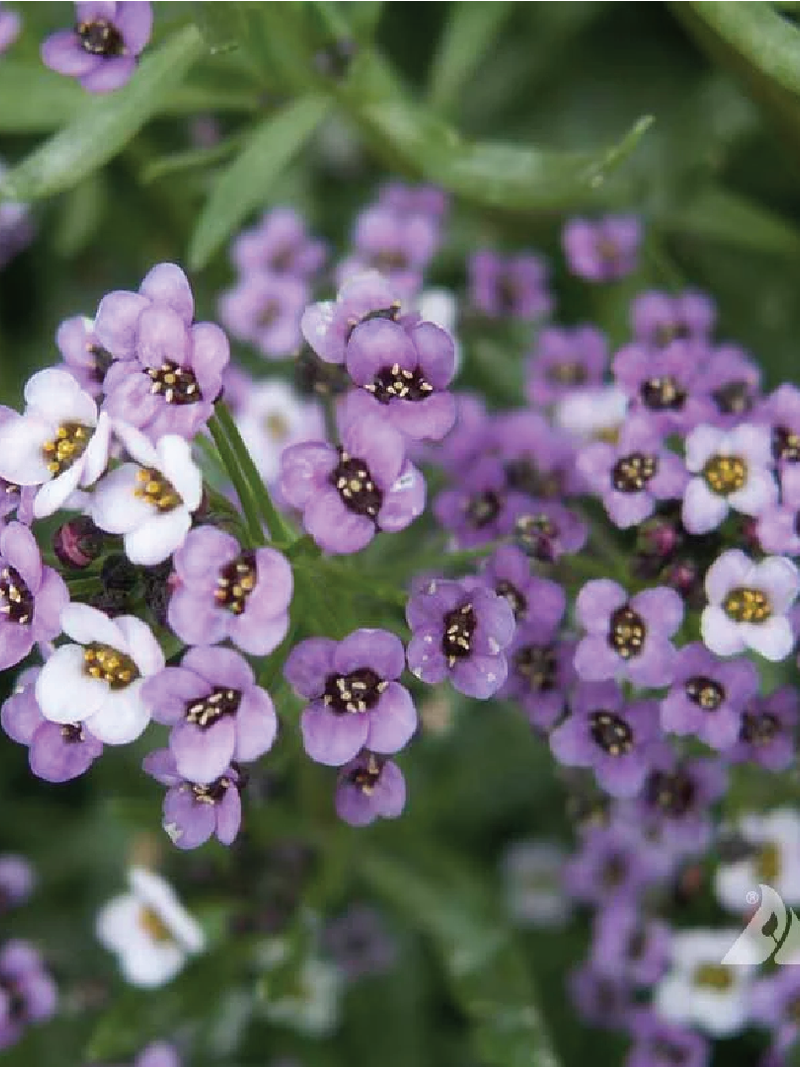 ALYSSUM FLOWER SEEDLING<br>شتلة زهرة اليسوم