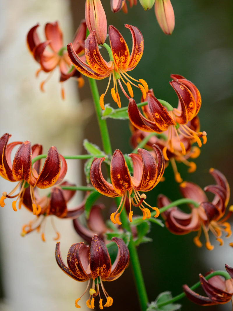 ARABIAN NIGHT LILIUM FLOWER BULBS <br>أبصال زهور الليليوم أرابيان نايت