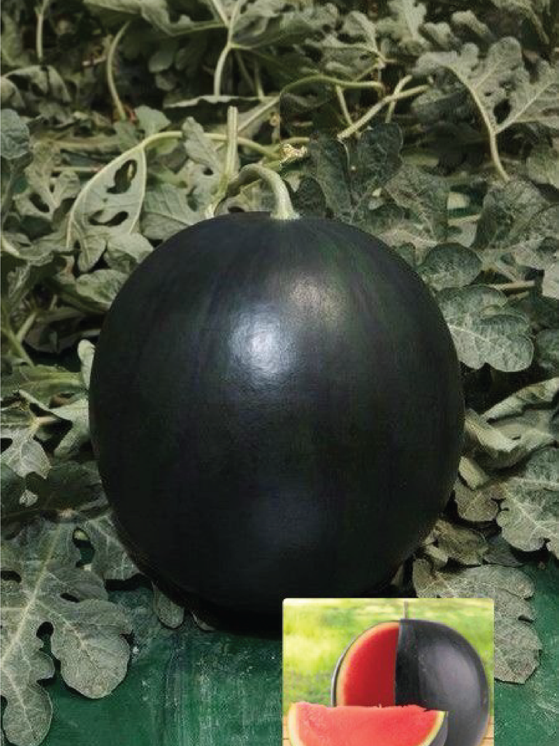 BLACK WATERMELON SEEDLING <br>شتلات البطيخ الأسود