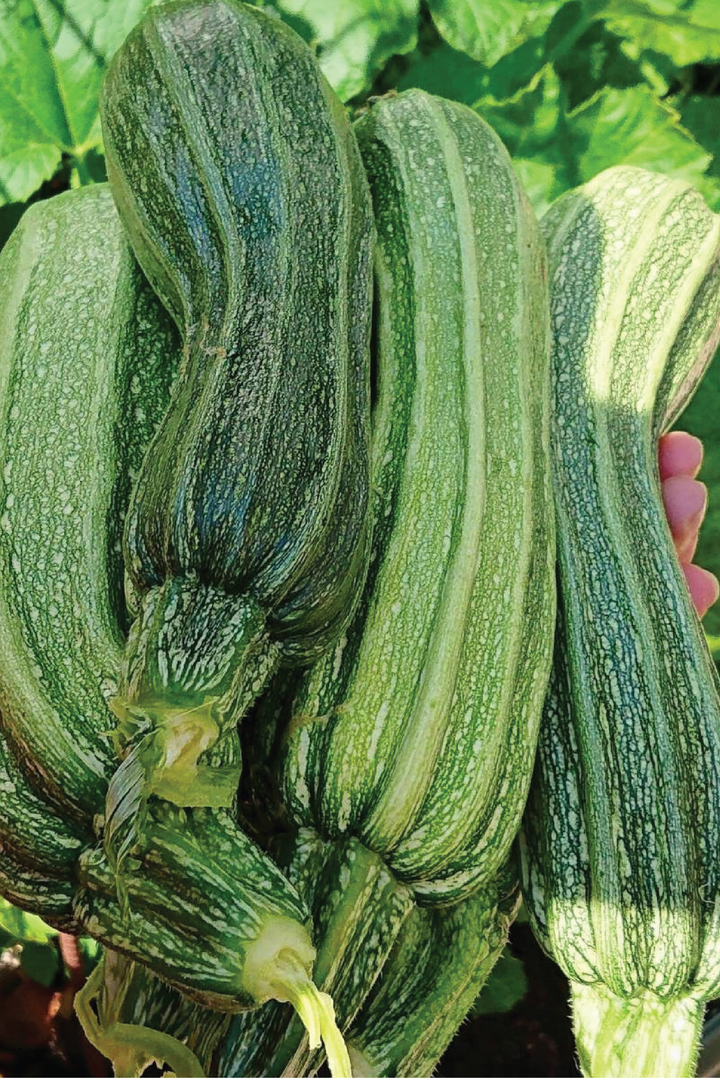 شتلات كوستاتا رومانيسكو العضوية