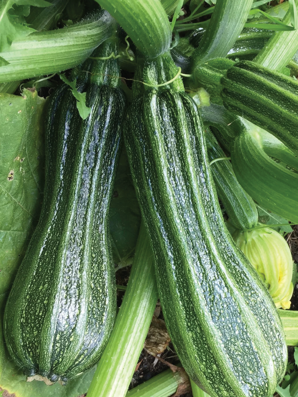 ORGANIC SQUASH COSTATA ROMANESCO SEEDLING شتلة كوسة (أو يقطين) كوستاتا رومانيسكو العضوية