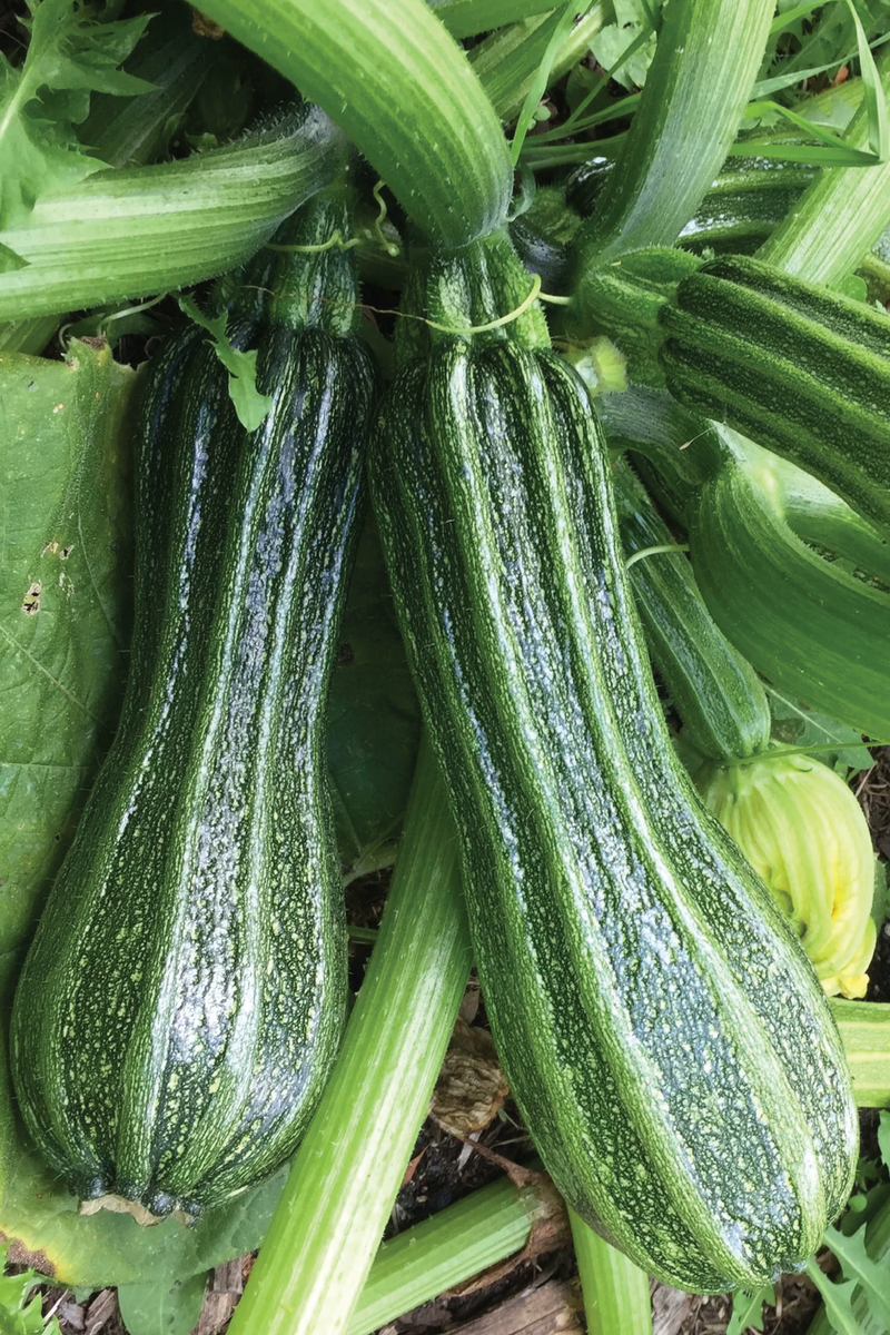 ORGANIC SQUASH COSTATA ROMANESCO SEEDLING