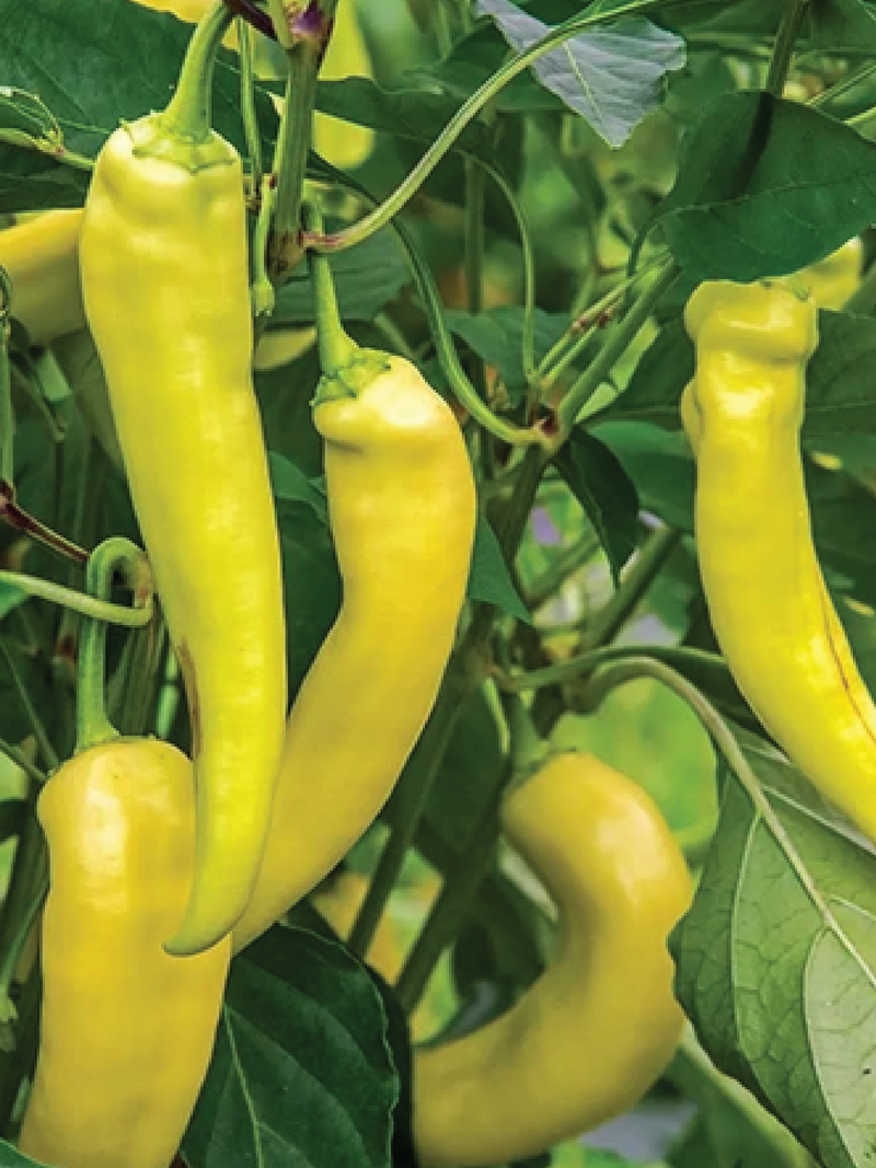 ORGANIC SWEET BANANA PEPPER SEEDLING شتلة فلفل سويت بنانا (أو شتلة فلفل الموز الحلو) العضوية