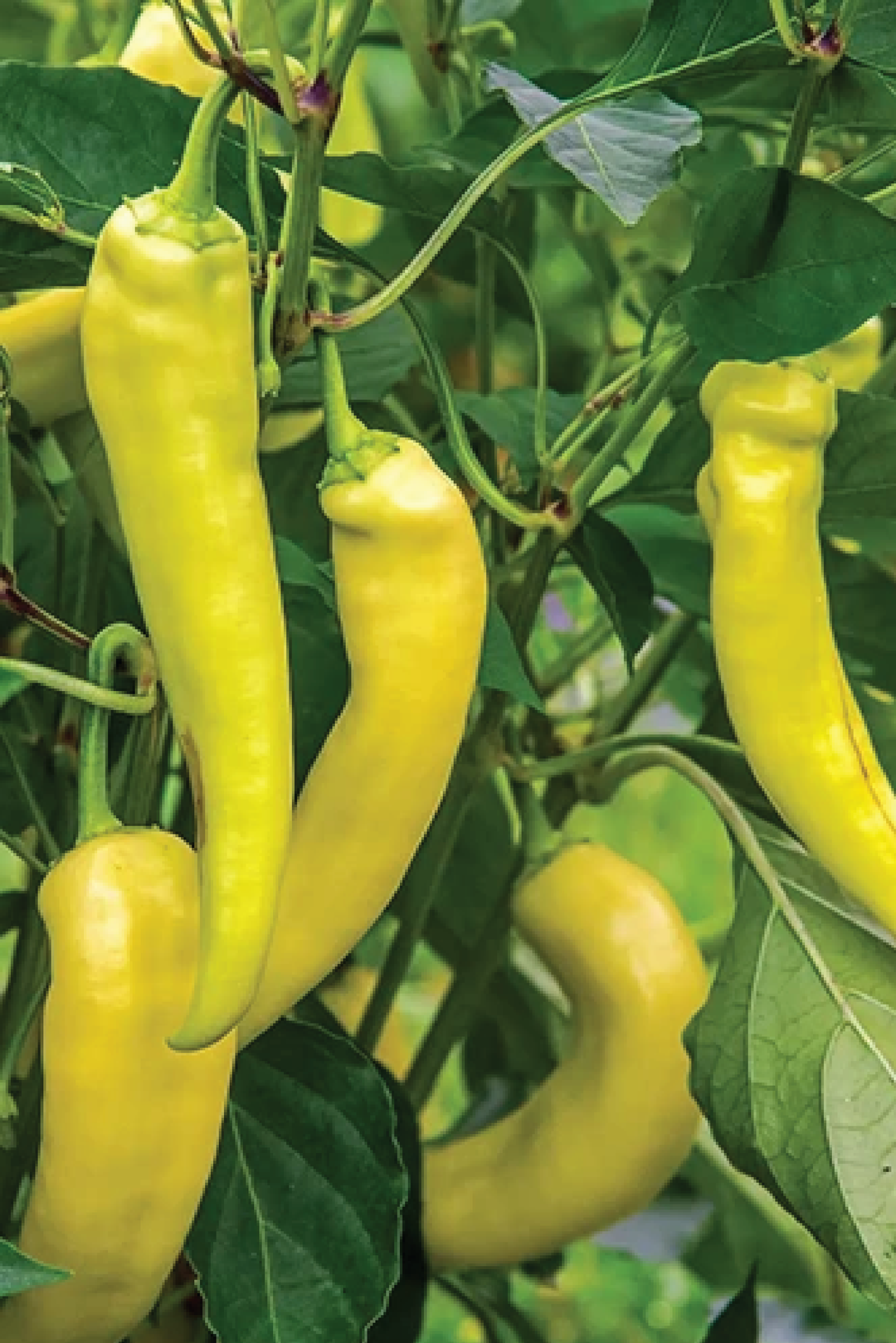 ORGANIC SWEET BANANA PEPPER SEEDLING