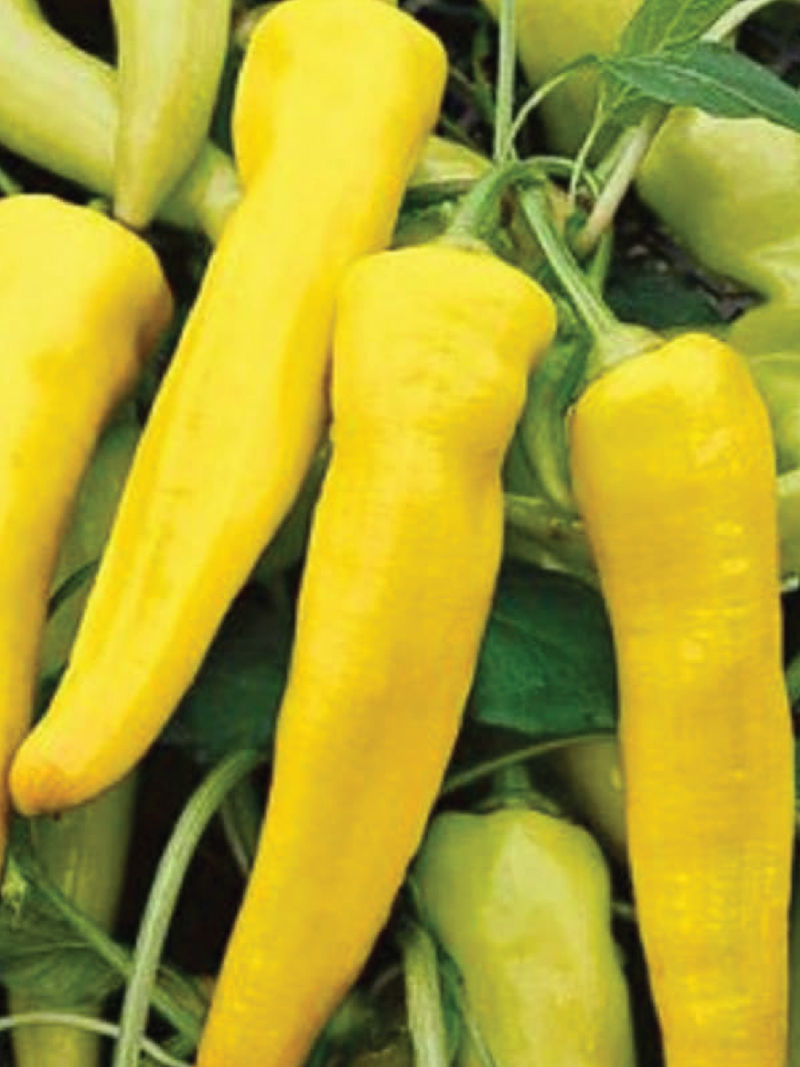 ORGANIC SWEET BANANA PEPPER SEEDLING شتلة فلفل سويت بنانا (أو شتلة فلفل الموز الحلو) العضوية
