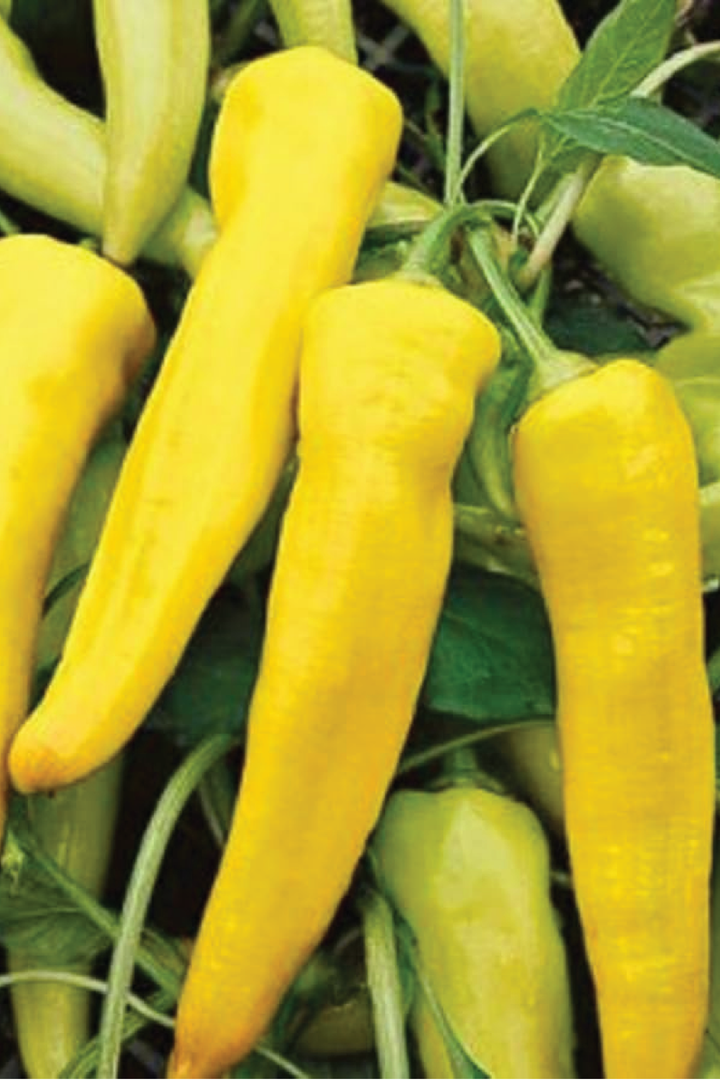 ORGANIC SWEET BANANA PEPPER SEEDLING