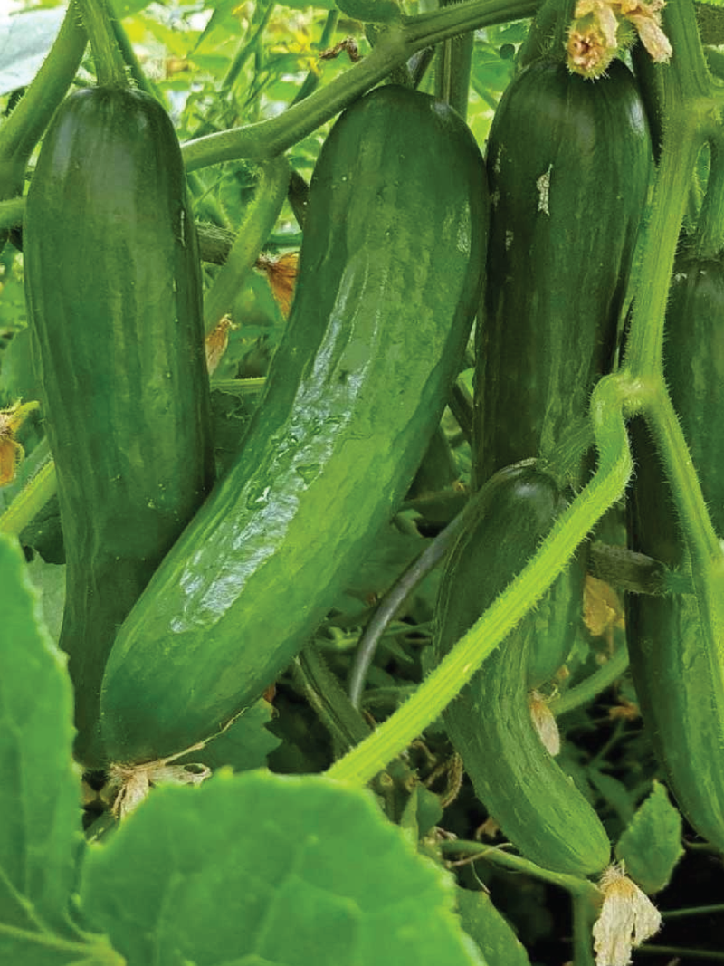 ORGANIC TENDERGREEN CUCUMBER SEEDLING شتلة خيار تندرجرين العضوية