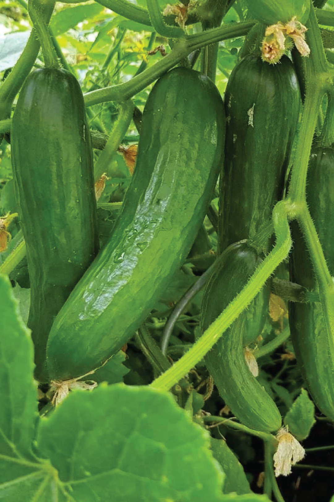 ORGANIC TENDERGREEN CUCUMBER SEEDLING