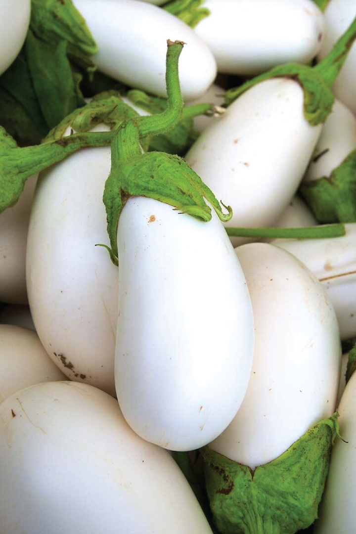 ORGANIC WHITE BEAUTY EGGPLANT SEEDLING