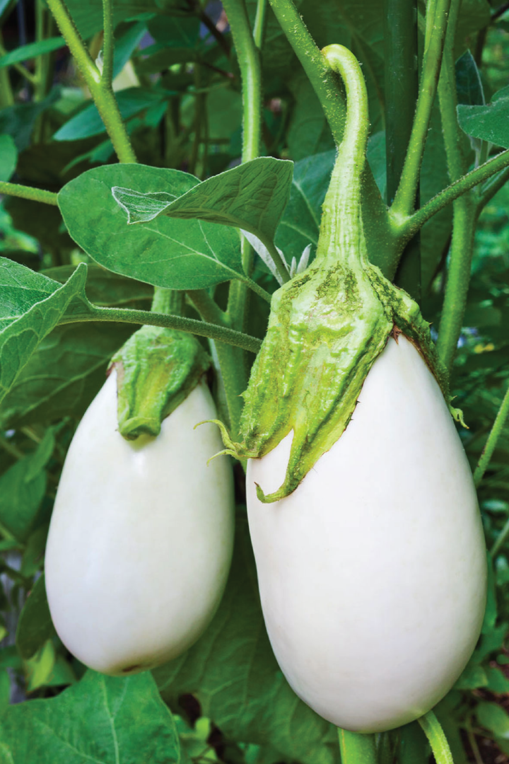 ORGANIC WHITE BEAUTY EGGPLANT SEEDLING